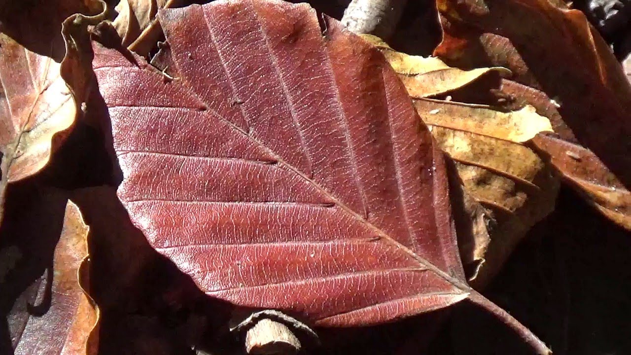 COUNTY DURHAM :  Autumnal Walk from Seaham to Burdon