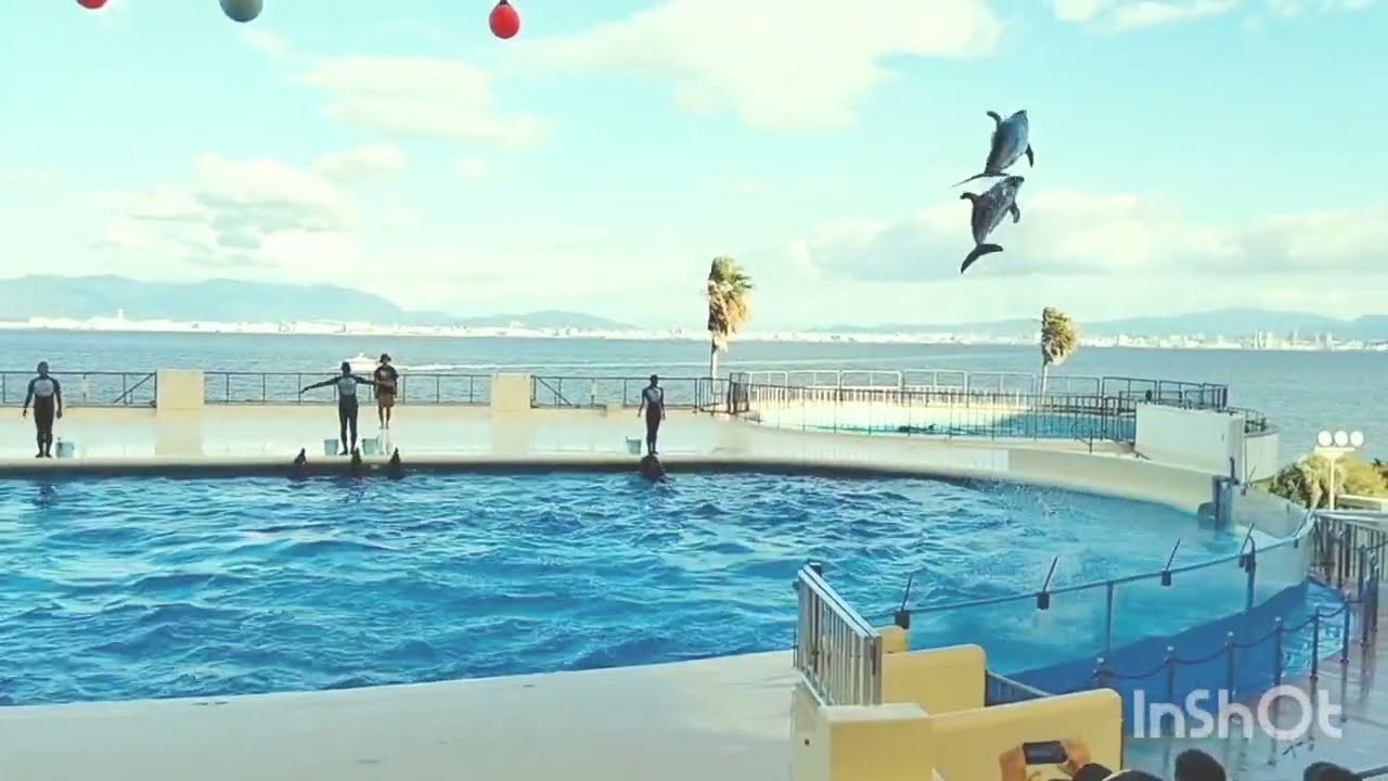 イルカショークジラのユキちゃんも♡#マリンワールド