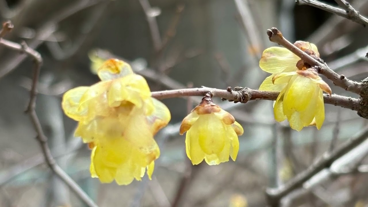 蝋梅（ロウバイ）の花言葉「慈愛」　　　　　　　　　　　癒しの花と音楽