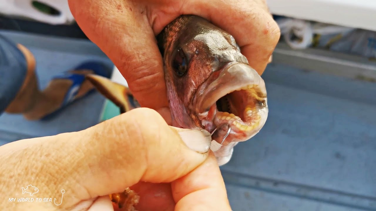 Γέμισε σαργούς το παραγάδι μας! | Big seabreams with longline fishing!