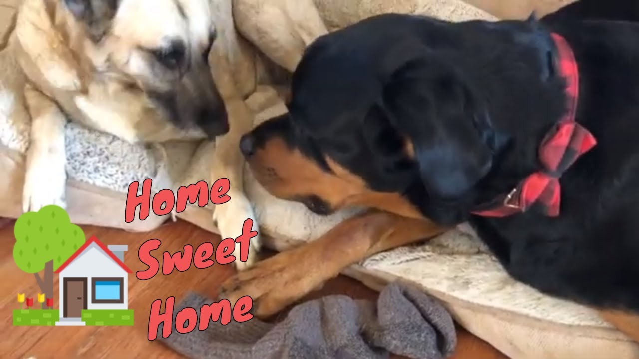 Home Sweet Home.  Be Rottie