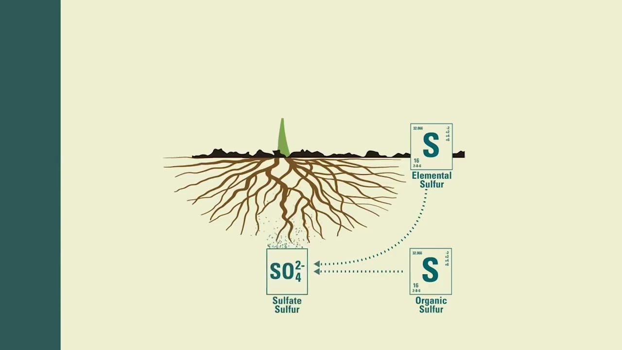 The Importance of Potassium (K) in Crops