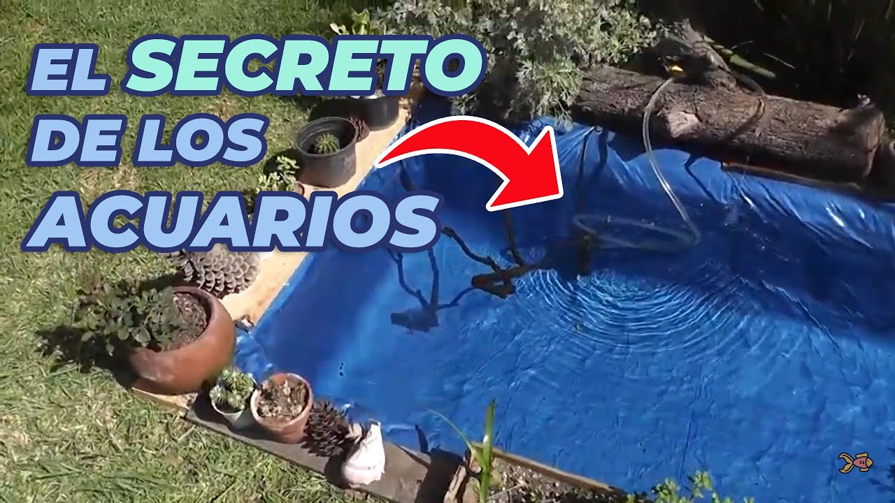 💎Agua SIEMPRE CRISTALINA en tu ESTANQUE!! (CICLADO🔄: fácil y bien explicado)