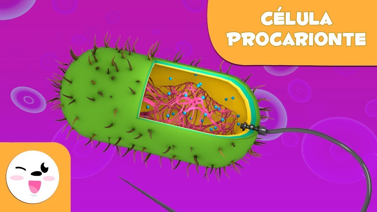 A c&eacute;lula procarionte e as suas partes 🦠 Ci&ecirc;ncias 🔬 V&iacute;deo educativo para crian&ccedil;as