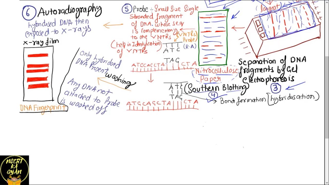 PART-33 PROBES AND AUTORADIOGRAPHY- DNA FINGERPRINTING||CHAPTER 6 NCERT CLASS 12TH BIOLOGY