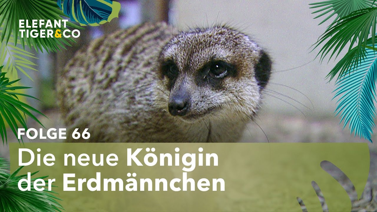 Die neue Königin der Erdmännchen (Folge 66) | Elefant, Tiger & Co. | MDR