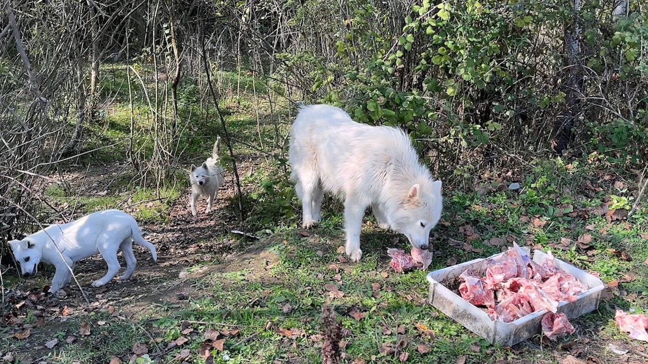 Sahipsiz Bırakılan Köpekler Doyana Kadar Yemek Taşıdık