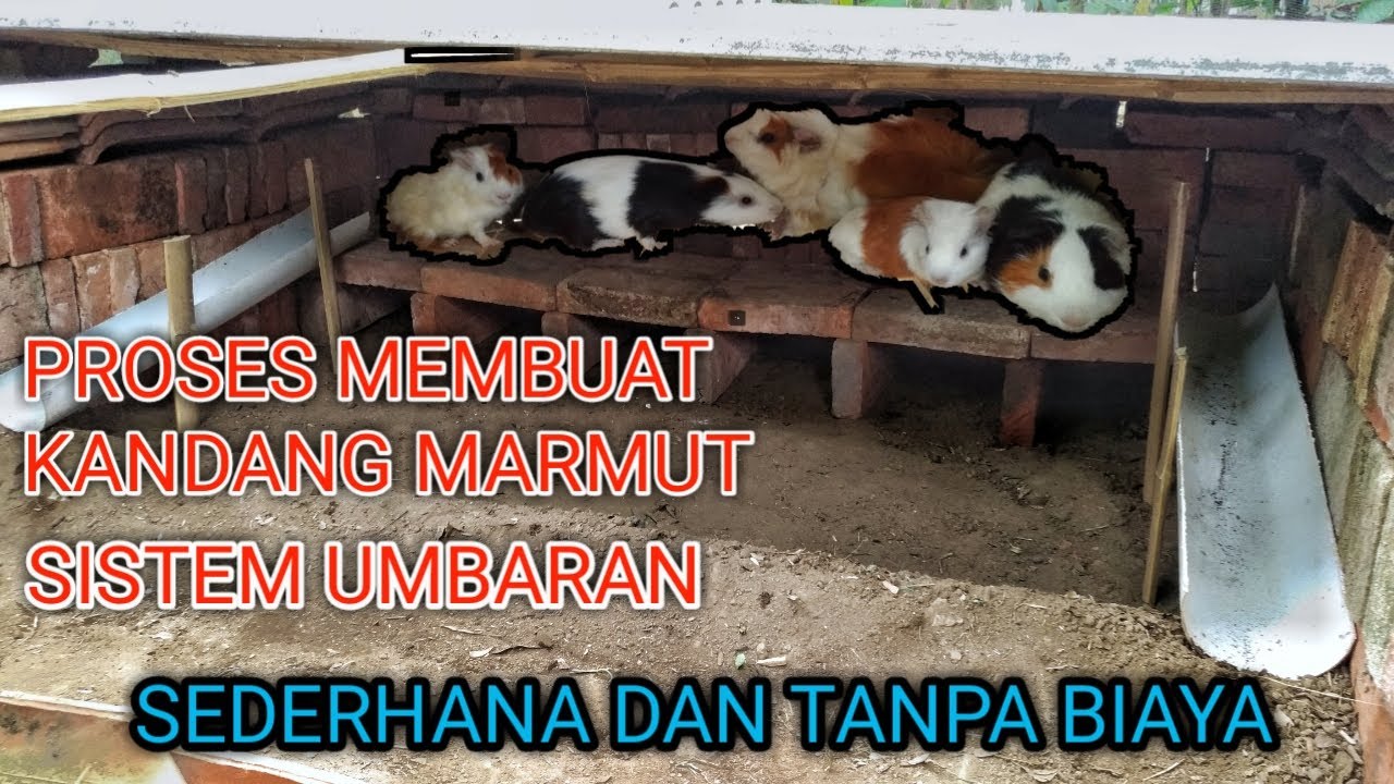 PROSES MEMBUAT KANDANG MARMUT SISTEM UMBARAN || TANPA BIAYA DAN BISA BERINOVASI