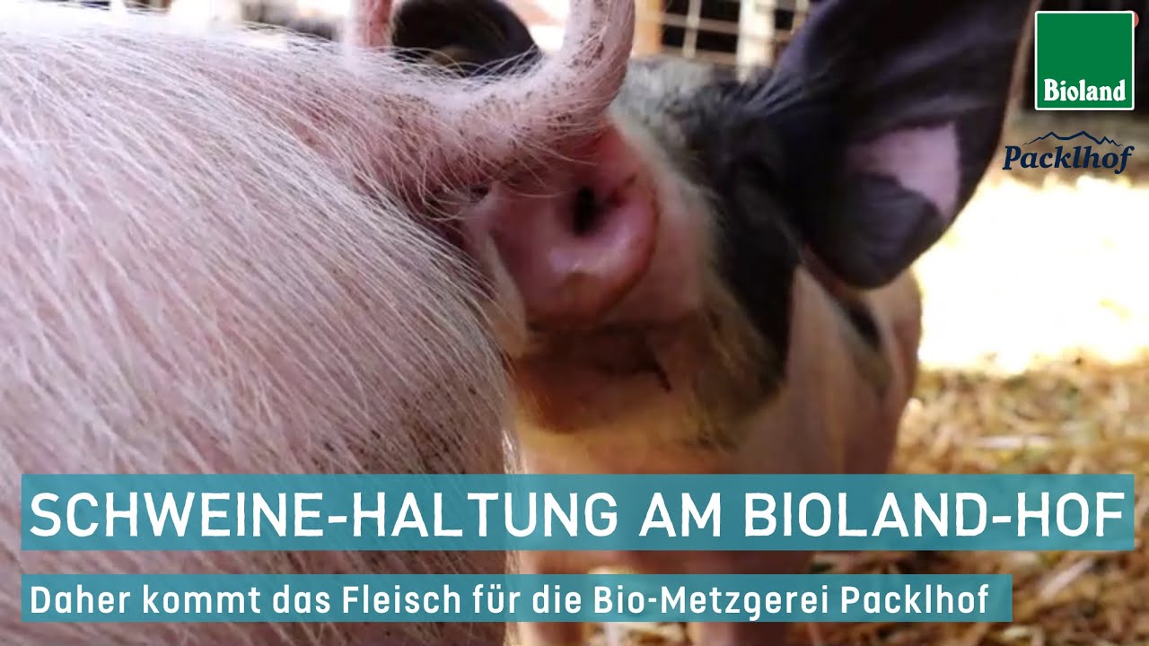 Schweinehaltung am Biohof: Besuch auf dem Bioland-Hof Mayer