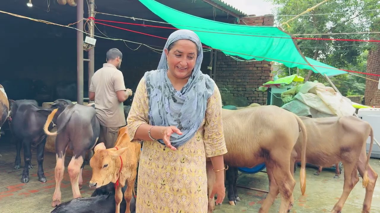 ਆਪਾ ਥੋਡੇ ਸਾਰਿਆ ਲਈ ਇੱਕ ਕੱਟੀ ਗਿਫਟ ਚ ,ਲੈਕੇ ਆ ਰਹੇ ਆ ਸਾਰੇ ਜਾਣੇ ਕਮੈਂਟਾ ਵਿੱਚ ਆਪਣਾ ਆਪਣਾ ਨੇਮ ਜਰੂਰ ਲਿਖ ਦਿਓ 💯