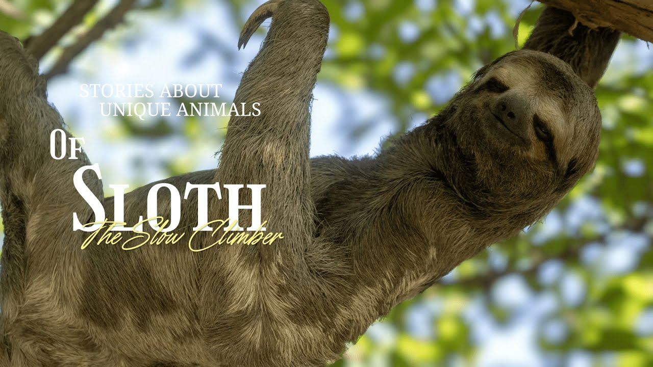 When Sloths Were Size of Elephants (The Giant Ground Sloth)
