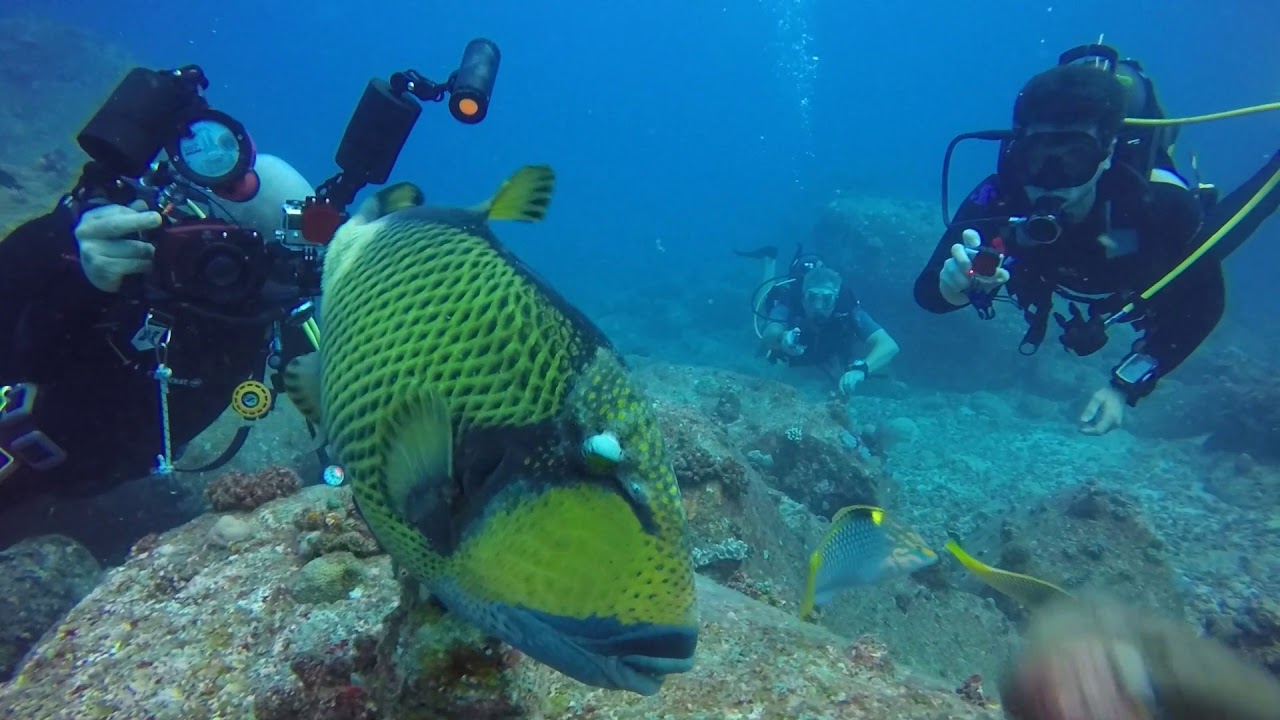 Petting a Titan Trigger Fish in Mauritius
