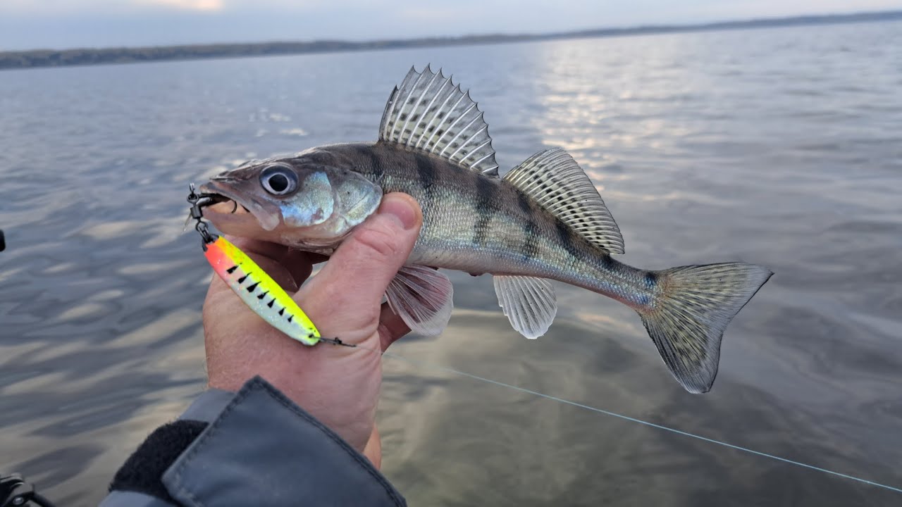 РЫБАЛКА ПОЗДНЕЙ ОСЕЬЮ НА БЕРША И СУДАКА. Ловля в отвес. Ноябрь 2025.