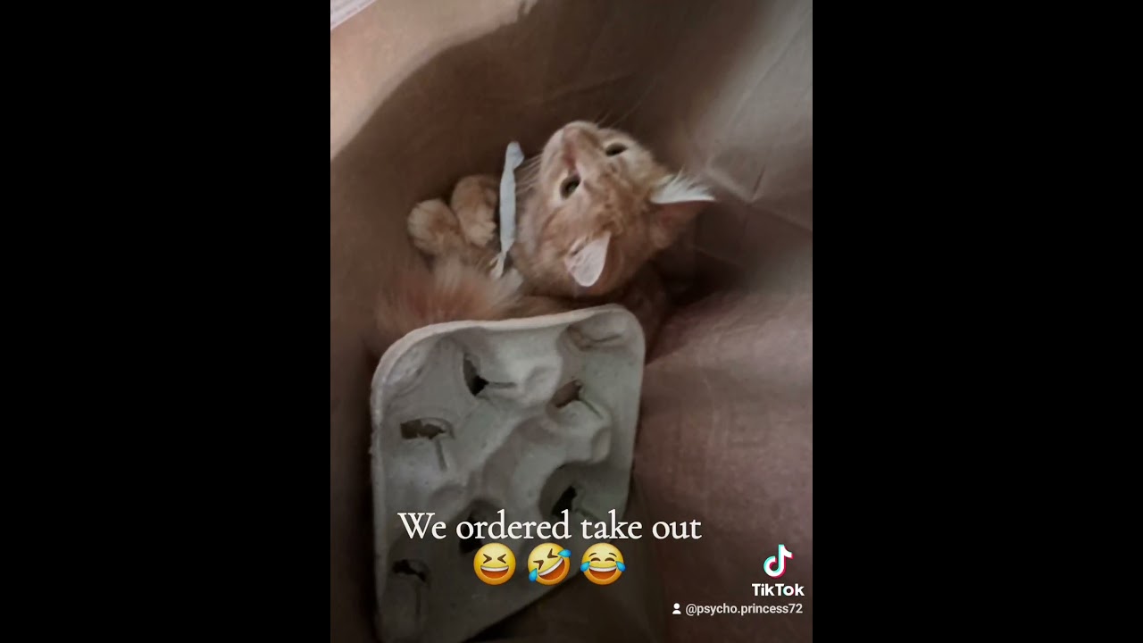 #trending #funnypetschannel #viralvideo #cat #funnypets #funnypetsmoments #funnyvi