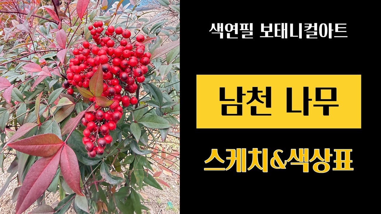 [보태니컬아트 라이브]남천나무/기초반 스케치/단순하게 구성해서 같이 그려요😊