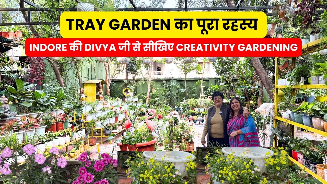 Tray Garden का पूरा रहस्य 🌿 | Indore की Diviya जी से सीखिए Creativity Gardening
