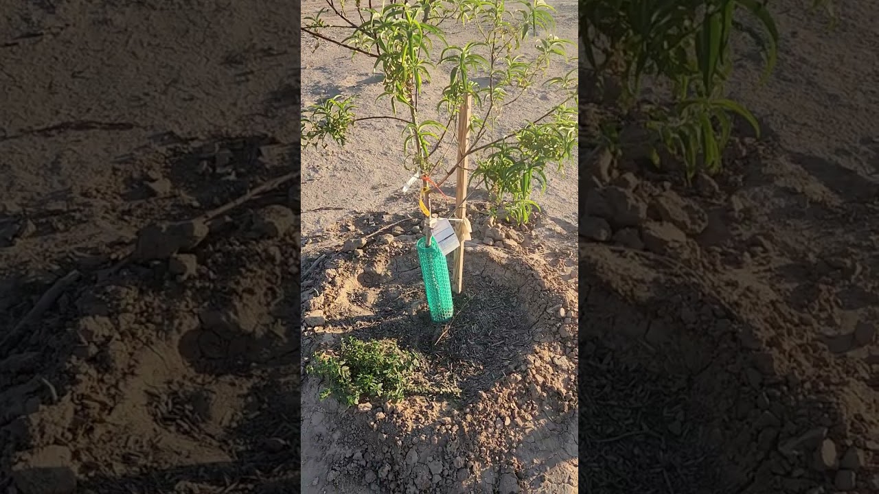 Farm Struggles Southwest desert  L&S Oasis Farm  Heat wave