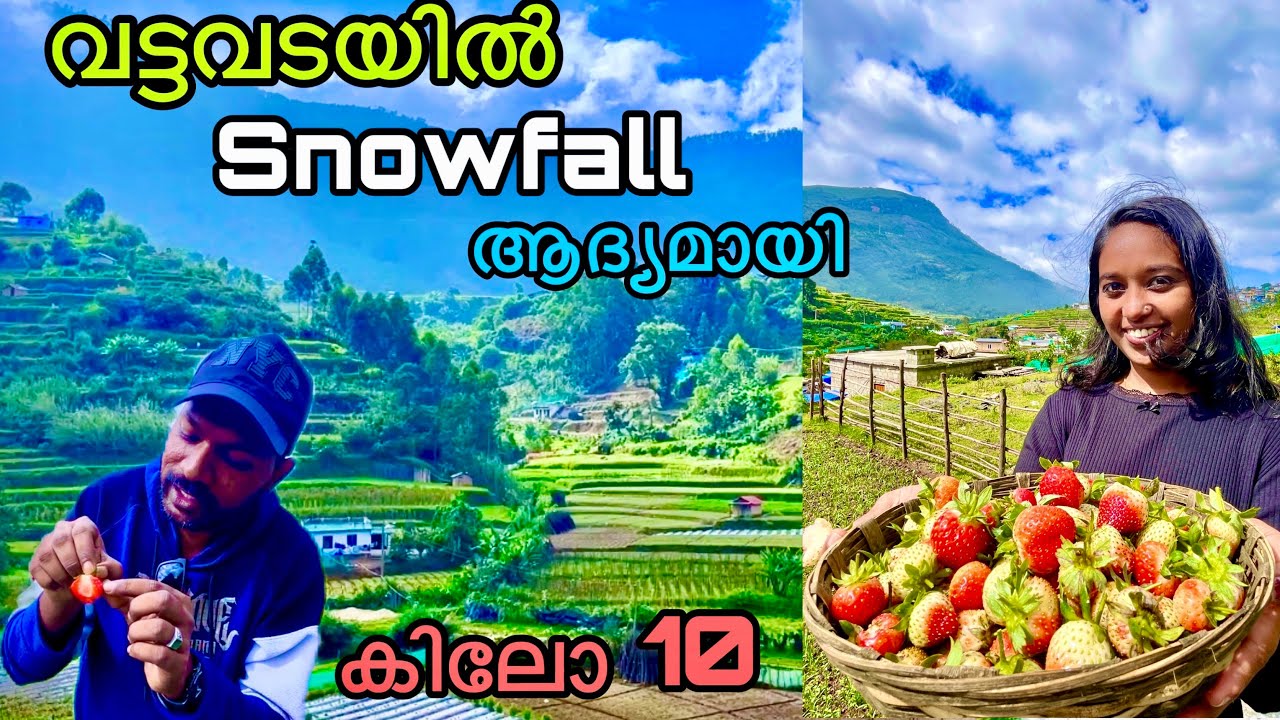 വട്ടവട ഗ്രാമത്തിലെ strawberry തോട്ടം | vattavada village life munnar
