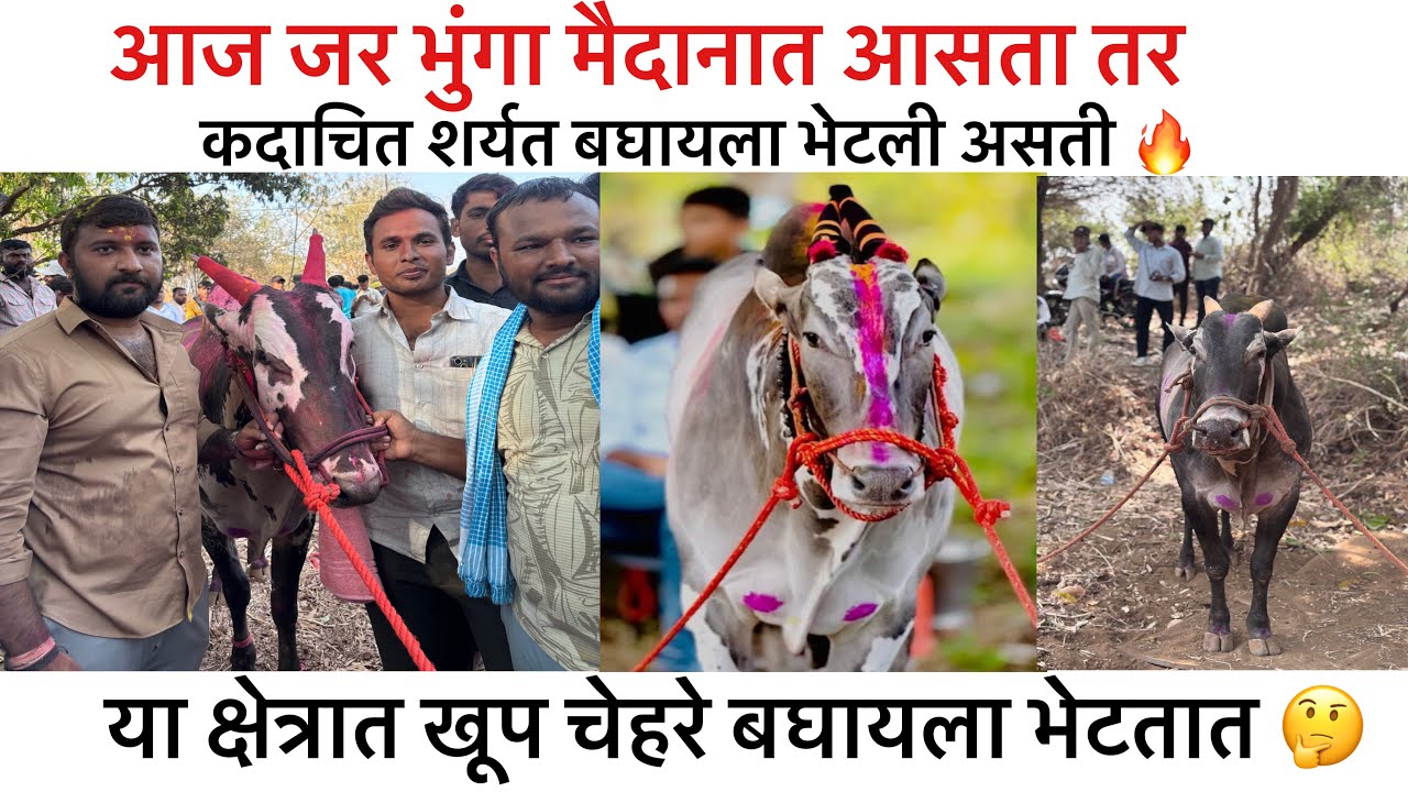 आज भुंगा मैदानात आसता तर शर्यत झाली असती 🔥