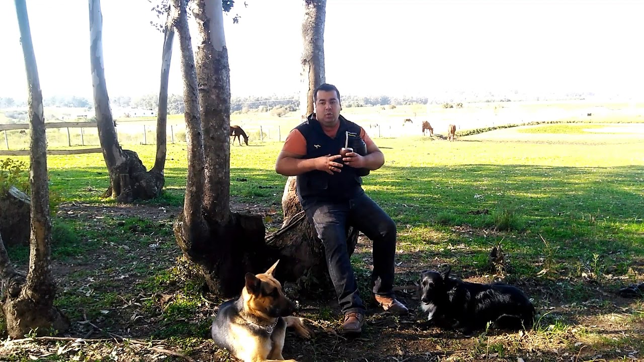 A história dos primeiros cães.