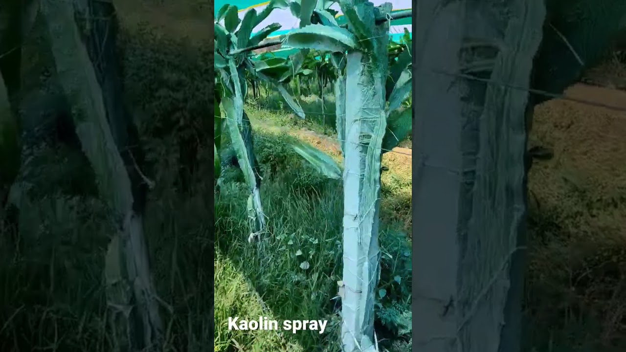 Kaolin spray on Dragonfruit🌵 