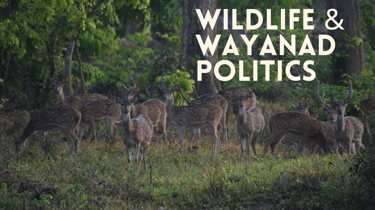 Wildlife and Wayanad Politics