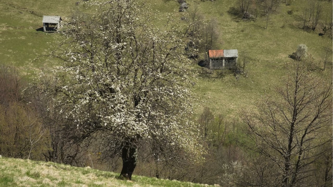 GORENJSKI OKTET: Kje so tiste stezice (Čej so tiste stazice, koroška ljudska, prir. Oskar Dev)