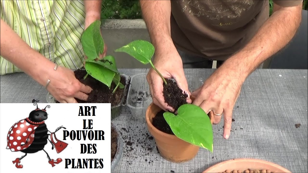 Conseils jardinage: Pothos (scindapsus) Comment faire une bouture et arrosage: Plante verte