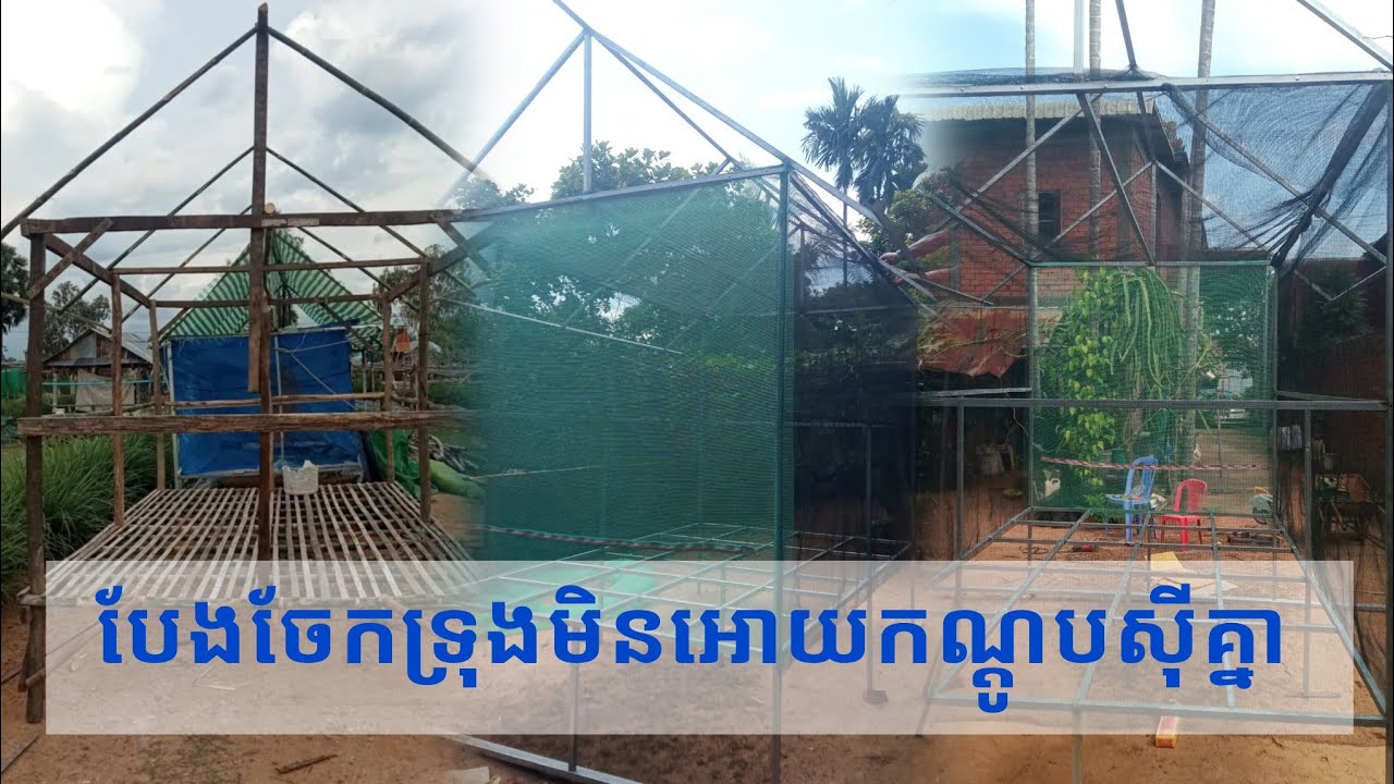 បែងចែកទ្រុងមិនអោយកណ្តូបស៊ីគ្នា