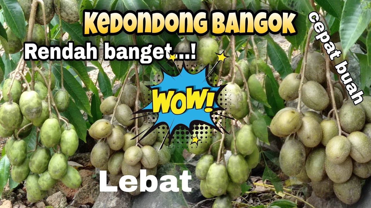 Luar Biasa!! Kedondong Bangkok Super Genjah, Lebat Dan Super Rendah Pohonnya