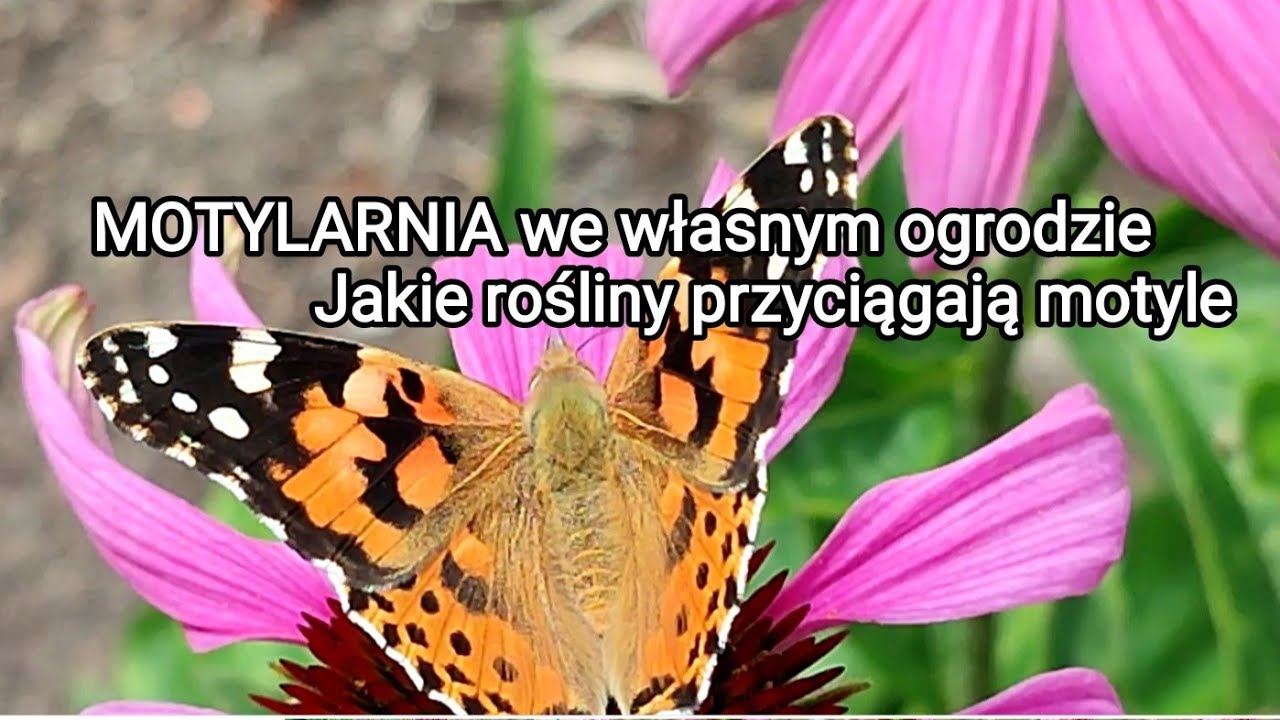 MOTYLARNIA we własnym ogrodzie. Jakie rośliny przyciągają motyle?