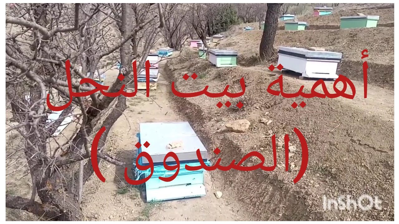 بيت تربيةالنحل أهمية في نجاح المشروع 