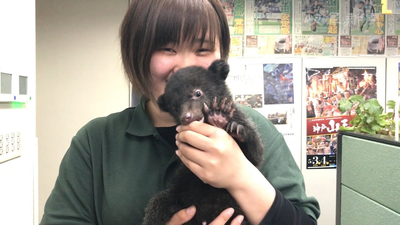 甘えん坊の子グマすくすく　２０日から一般公開