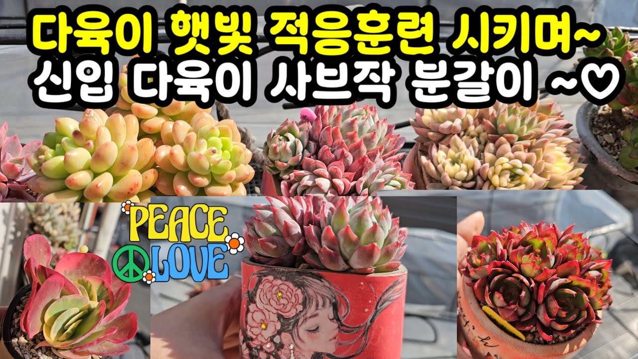 다육이 키우기 틈틈히 햇빛 쐬고 틈틈히 분갈이 하고🌸그래도 넘넘 예뻐요 ~❤️