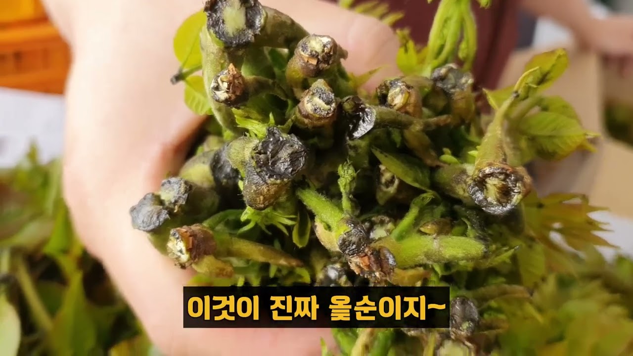 이것이 진정한 옻순 싱싱함이 압도한다 갓 채취한 옻순의싱싱함