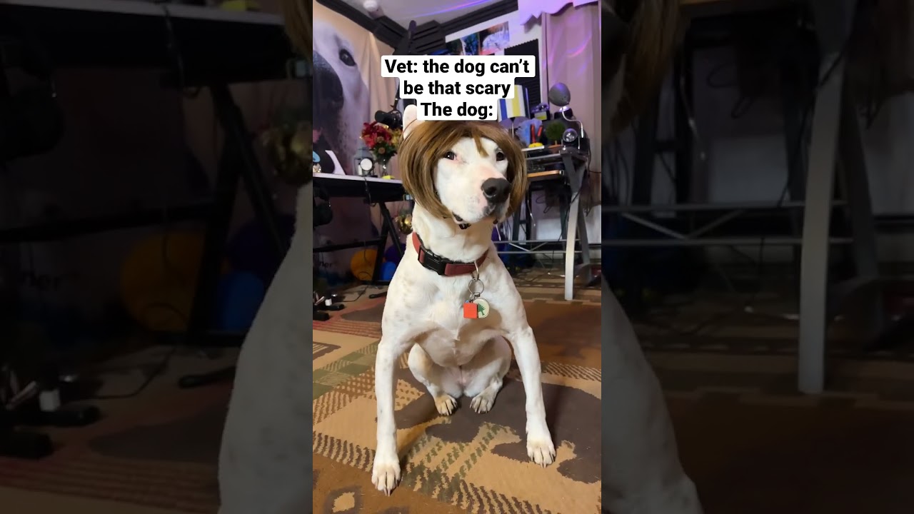 Most normal dog in Ohio goes to the vet #dogs #ohio #cute #memes #wtf #pets #cuteaf #shorts