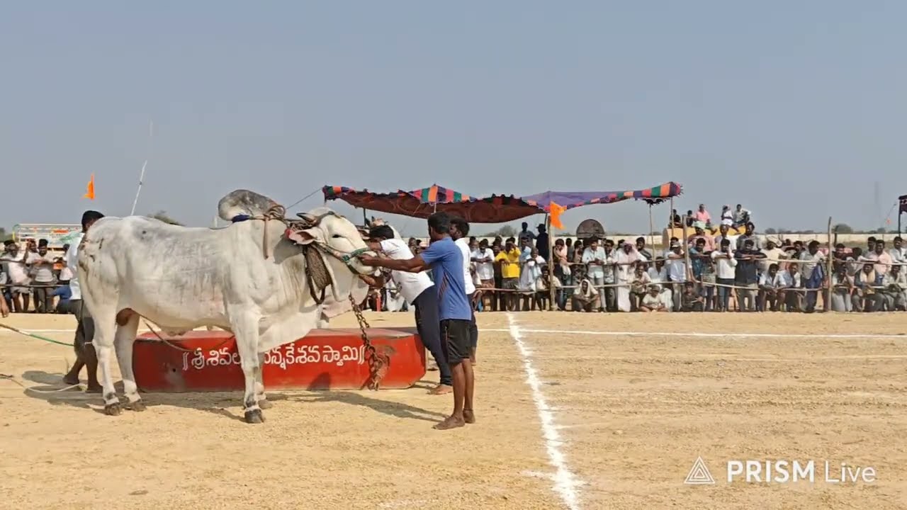 యాడికి సీనియర్స్ 1వ MCOR BULLS