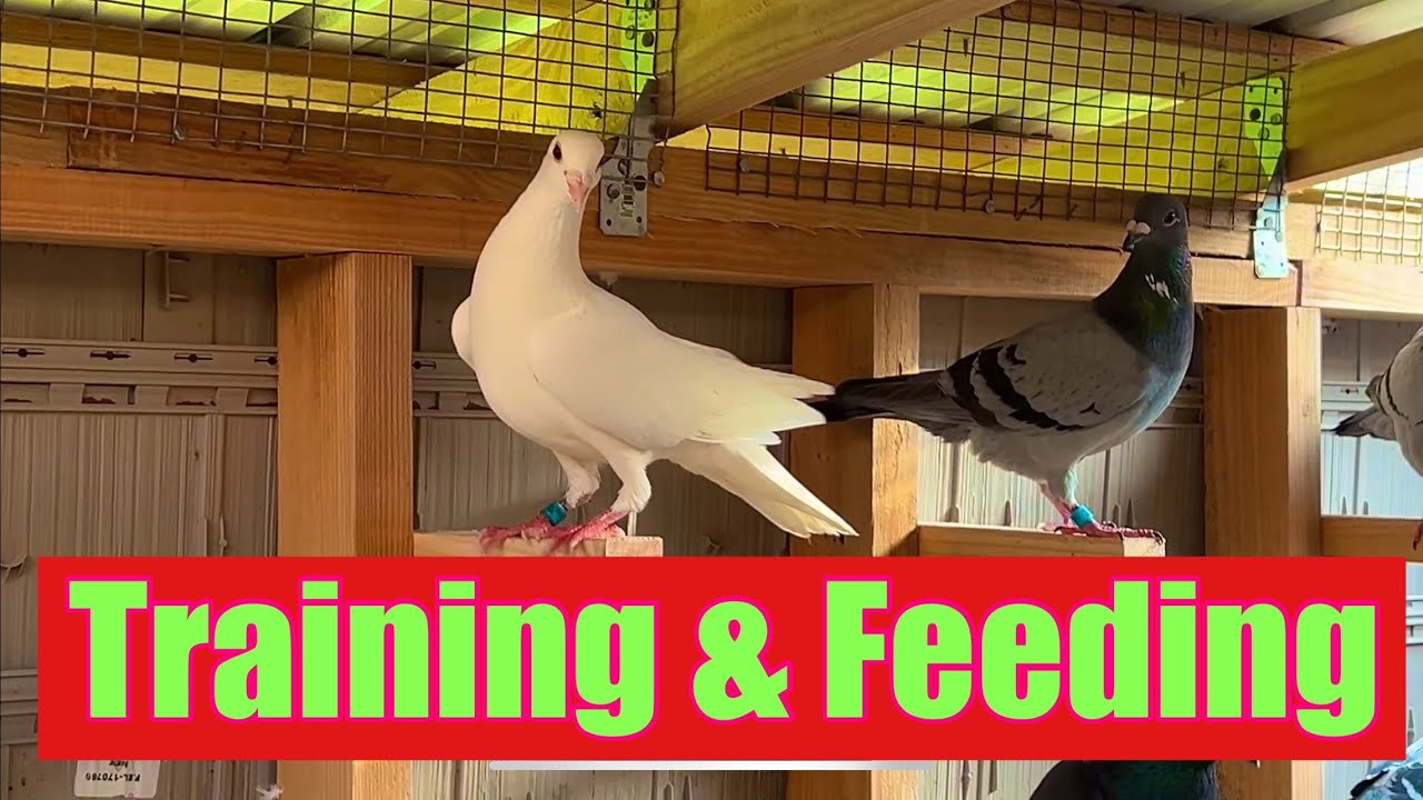 Feeding and Training my 2025 Racing Pigeons