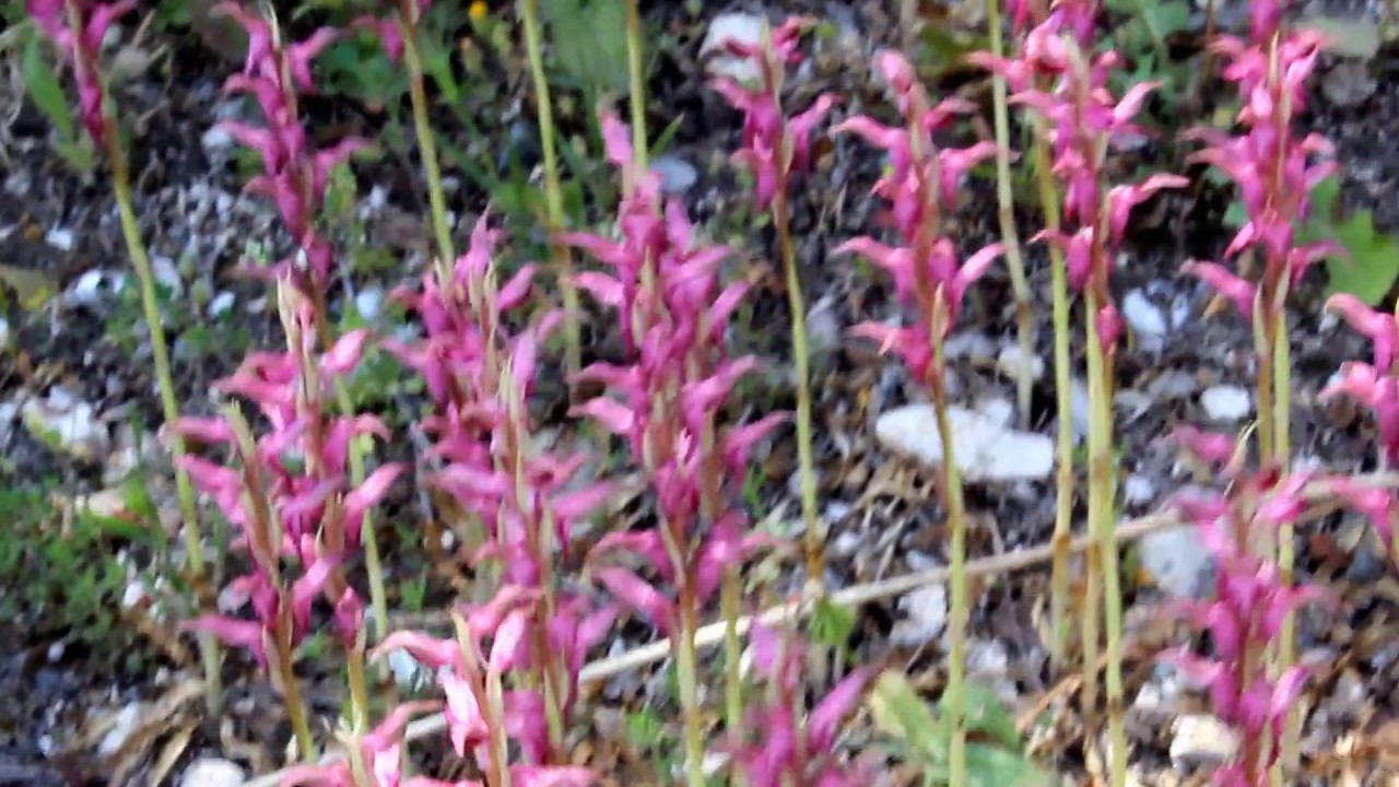 Orchis sancta.- Anacamptis sancta - Cyprus 14/4/2018