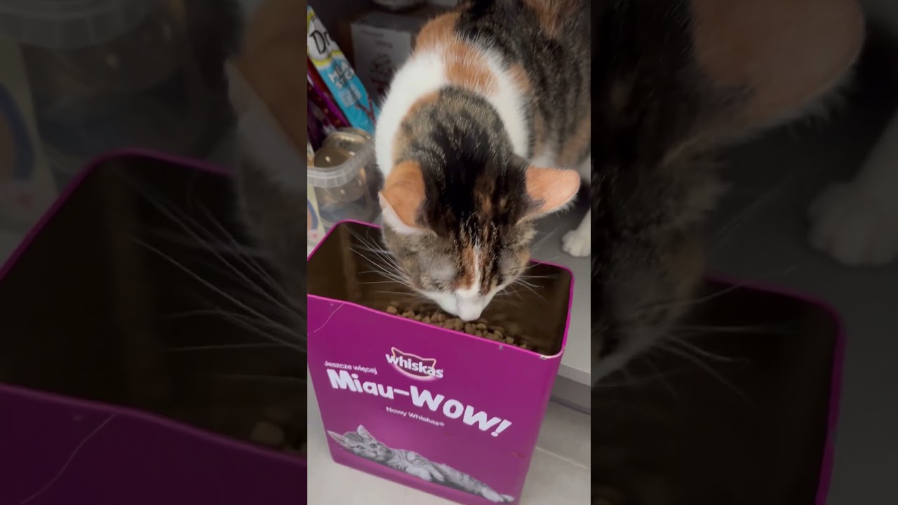 Kradzione smakuje najlepiej 😉😉😉🐈🐈🐈🐈🐈😻😻😻😻😻#kot#cat #kociara