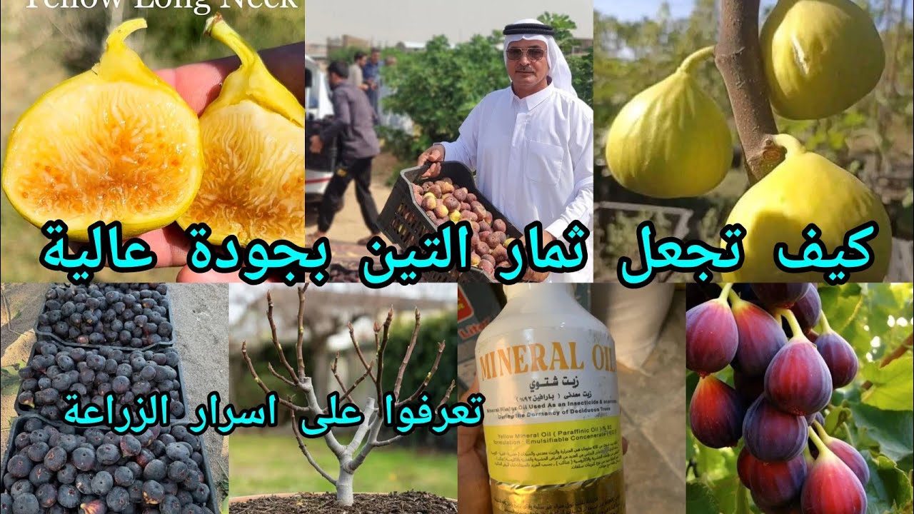 كيف نحصل على ثمار تين كبيرة تعرفوا على أهم الأعمال الزراعية التين واهم الإصابات و الافات الزراعية 