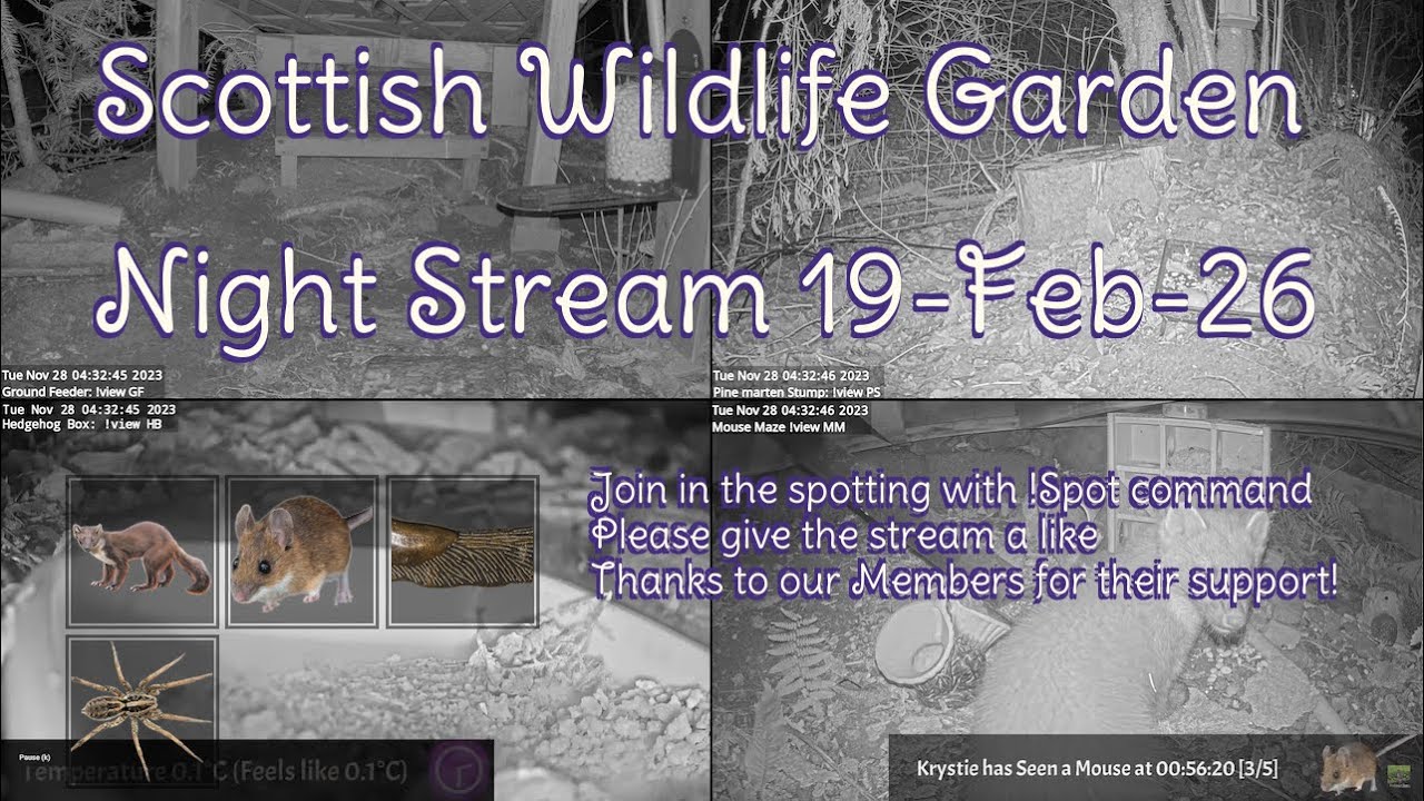 Night Stream February 19th 2026 | Bird Feeders, Wildlife Cameras Scotland UK from SWG