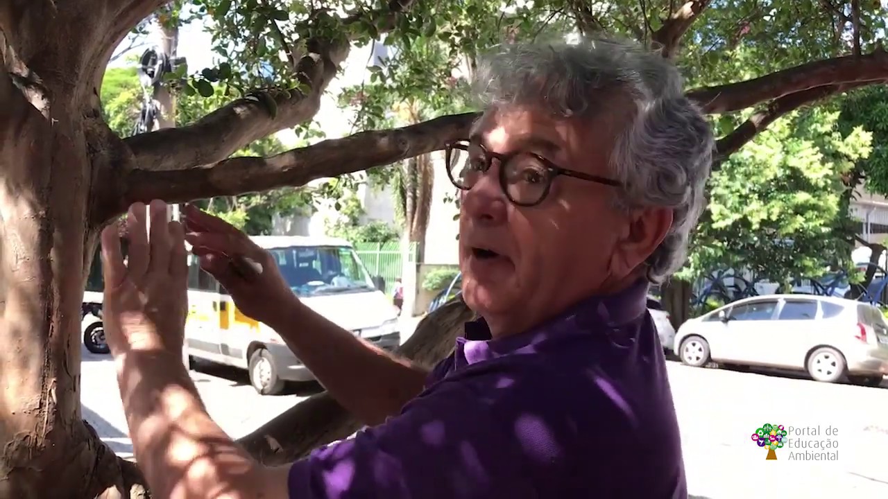 Vida sustentável: Dicas para poda em árvores urbanas