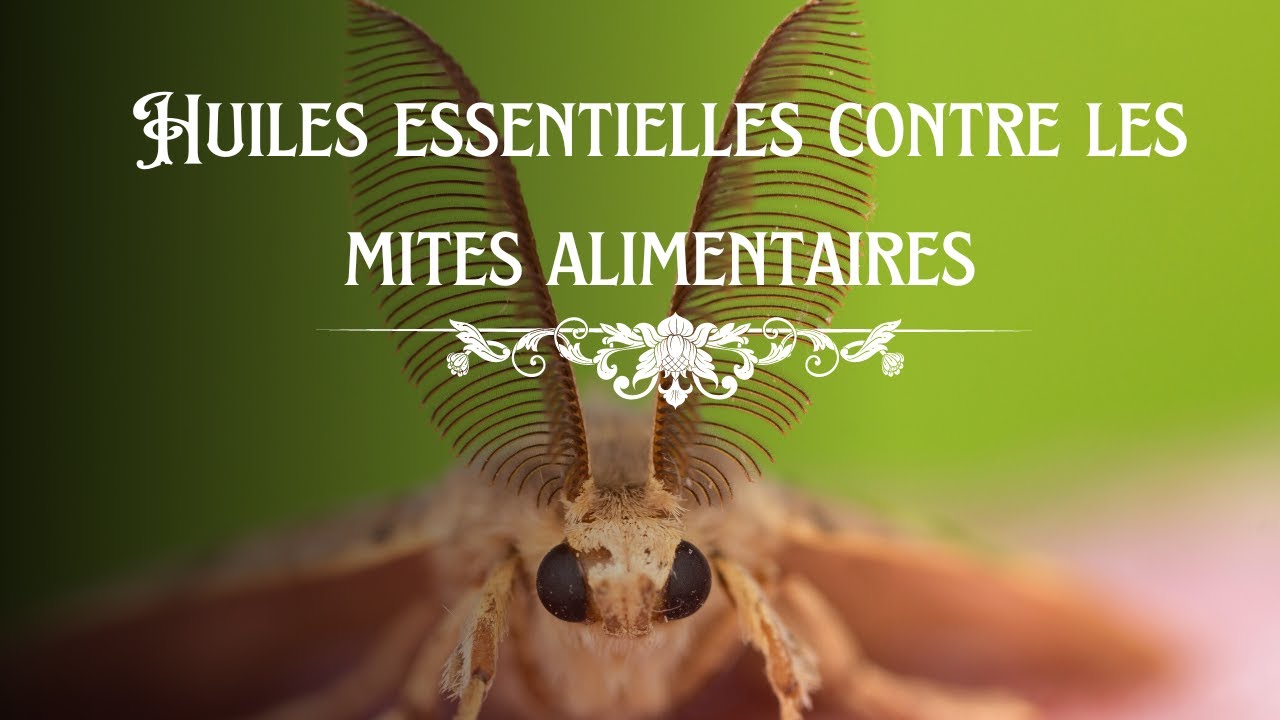 Huiles essentielles contre les mites alimentaires
