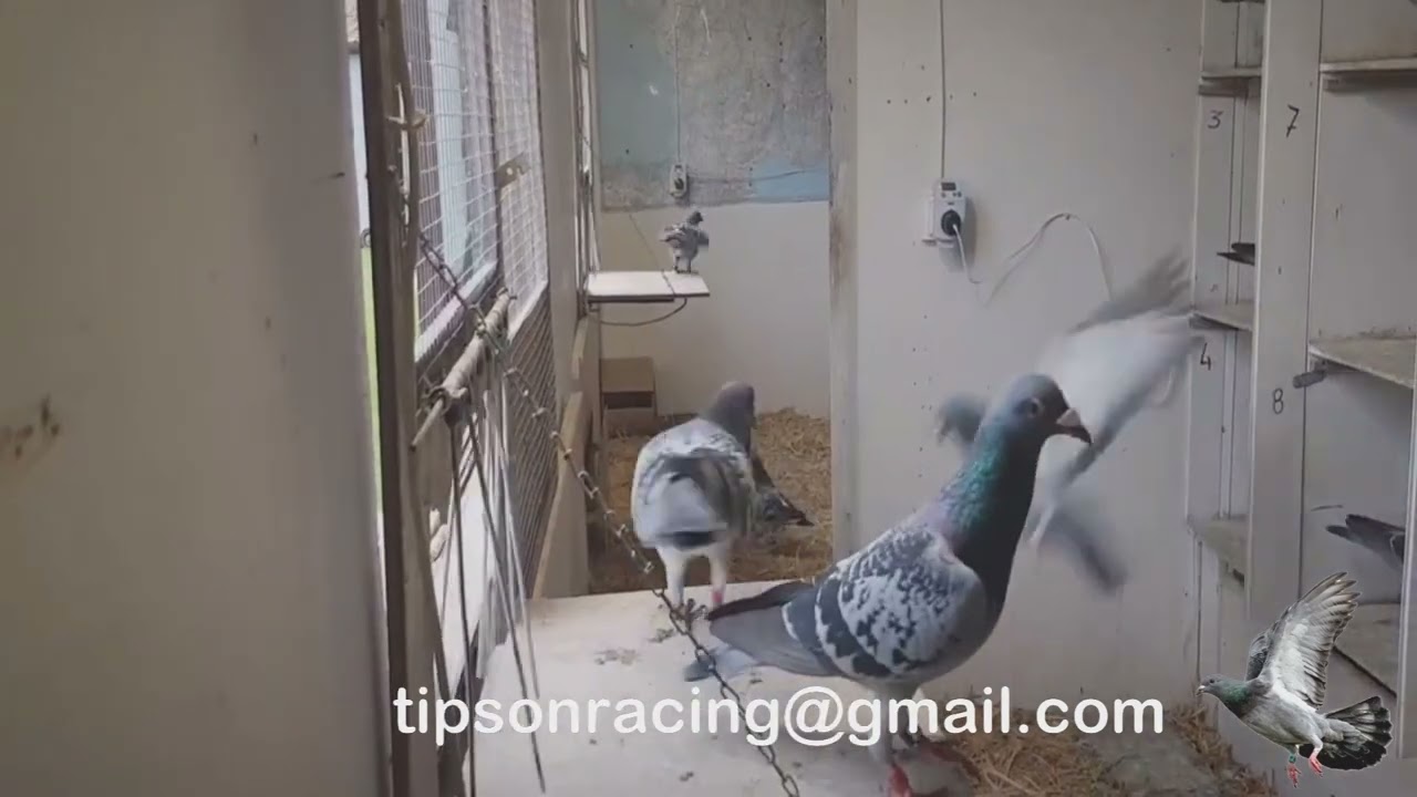 Designing the Perfect Pigeon Loft Everything You Need to Know