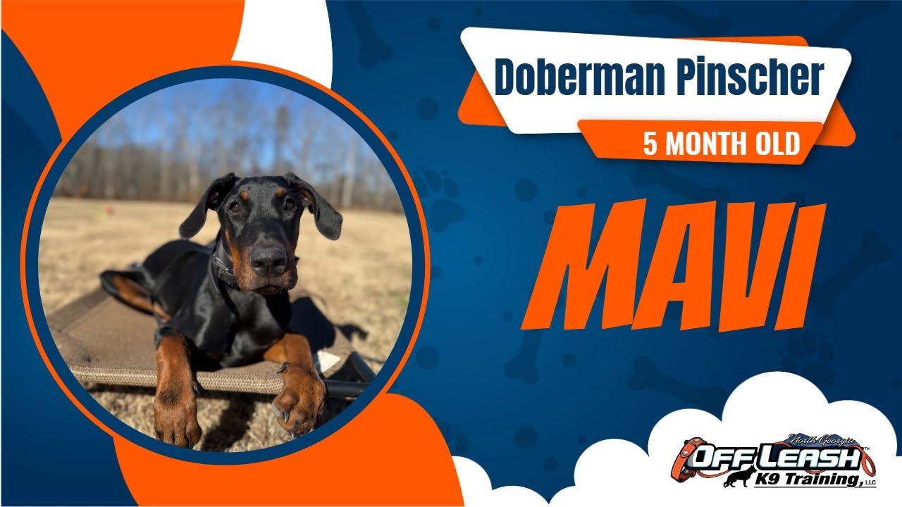 Doberman Puppy Training SUCCESS | Fixing Puppy Biting, Obedience & Off-Leash Heel