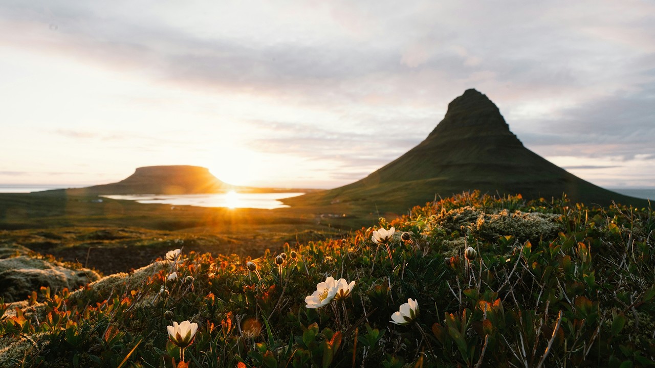 The Ambientalist - Where The Wildflowers Bloom