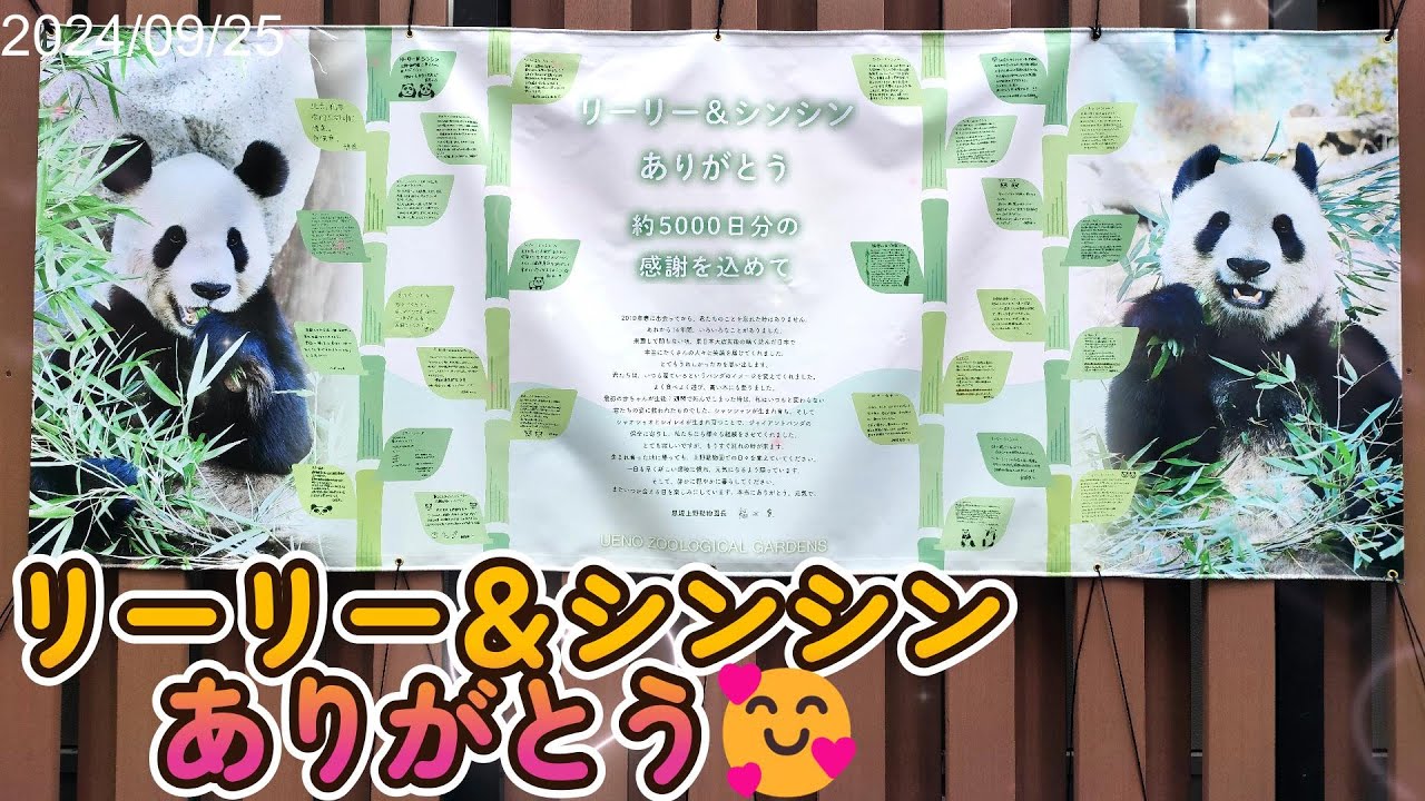 【上野パンダ】リーリー＆シンシン🐼ありがとう🥰リーリーは最後に木登りを見せてくれました😊【パンダ】 panda