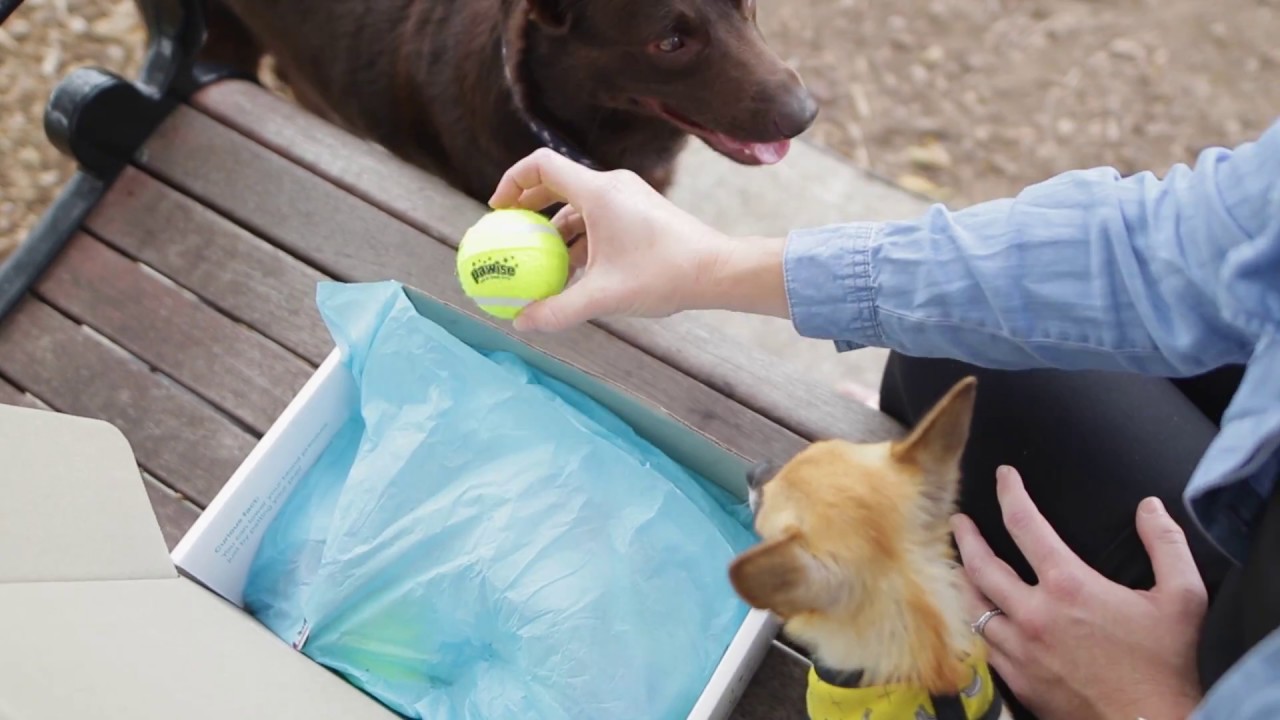 The Curious Dog Box