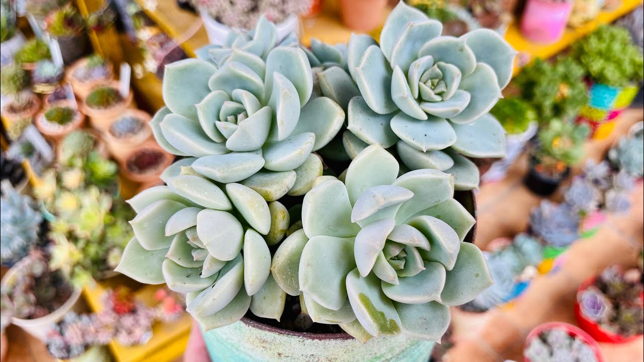 MAIS DE 15 ESPÉCIES DE SUCULENTAS DO GÊNERO GRAPTOVERIA IDENTIFICADAS